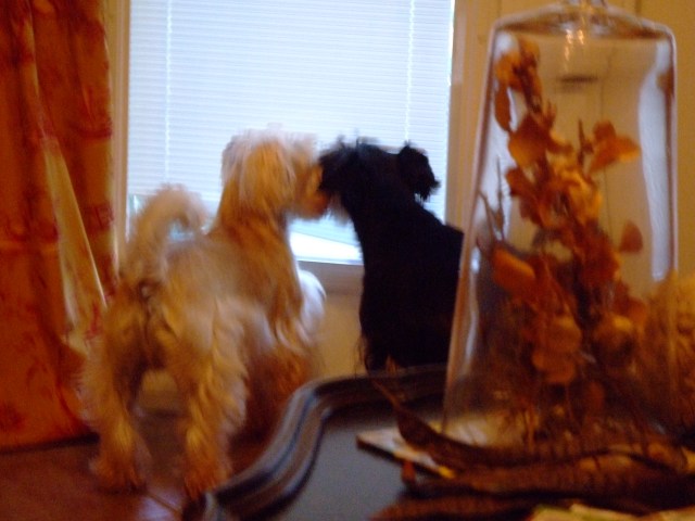 Augie and Angus enhance the decor!